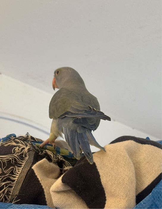 Ring neck , violeta turqueza, violeta palido 2025