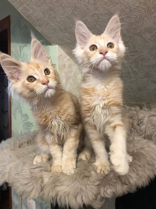 Мейн кун  рудий хлопчик і дівчинка.