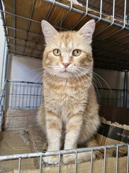 Baltazar - śliczny rudzielec szuka domku