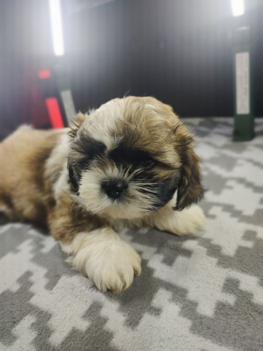 Piesek Shih tzu Tricolor.