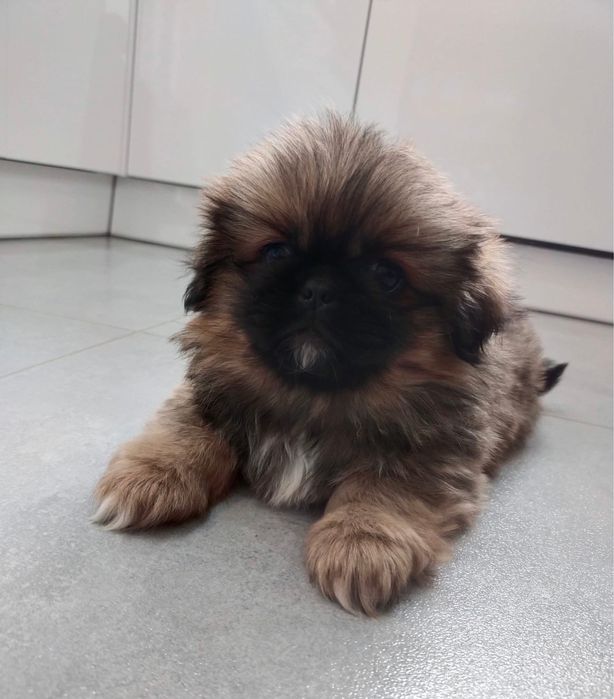 Pekińczyk szczeniak