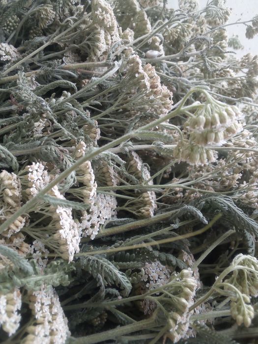 Тысячелистник (деревій)