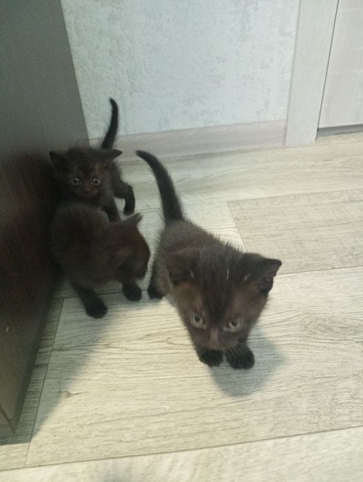 Кошенята помісь британки з місцевим