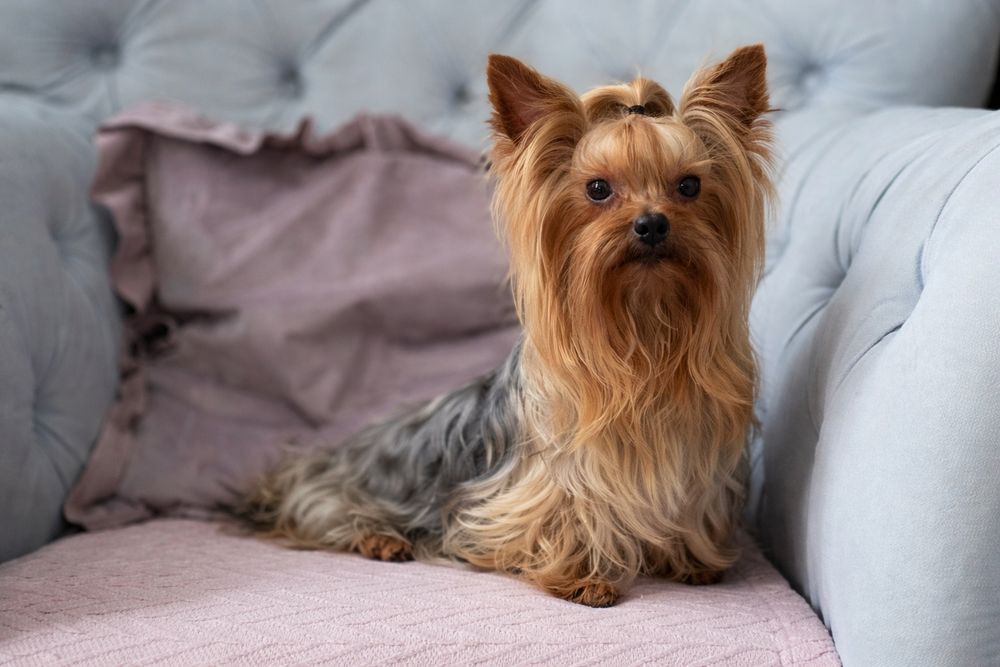 Reproduktor krycie York Yorkshire Terrier pokolenia dna