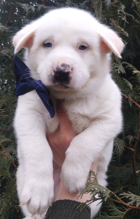 Метис хаскі, цуценята,щенки