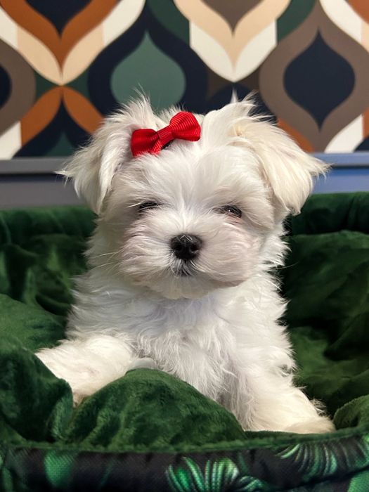 Maltańczyk przepiękny chłopczykZKwP/FCI