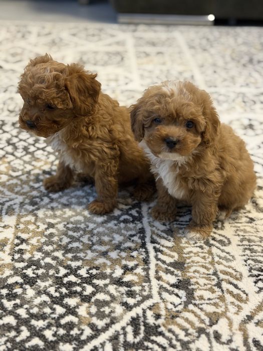 Cavapoo pudel toy uroczy piesek