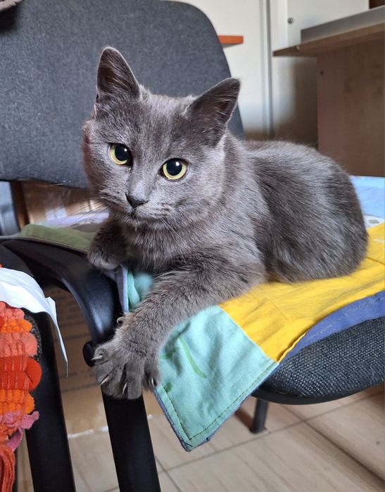 Кошеня, 3-4 місяці