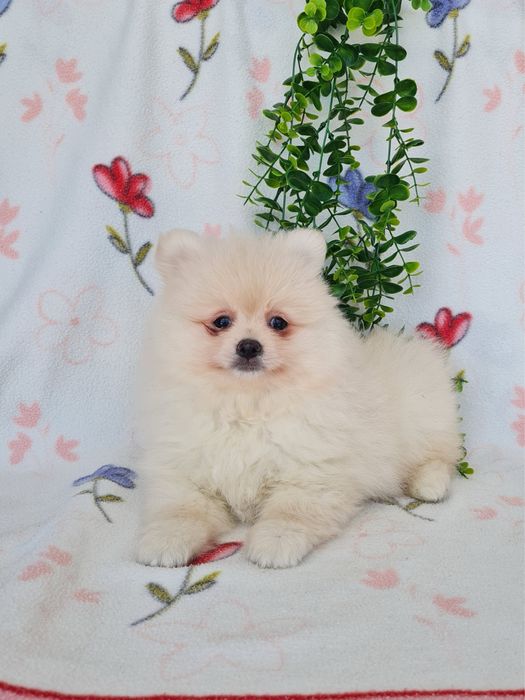 Exuberante mini Lulu da Pomerania / Spitz Alemão Anão de Qualidade