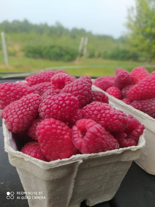 Malina jesienna wysyłka olx 100 szt  polone..