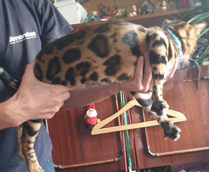 Бенгальский кот вязка