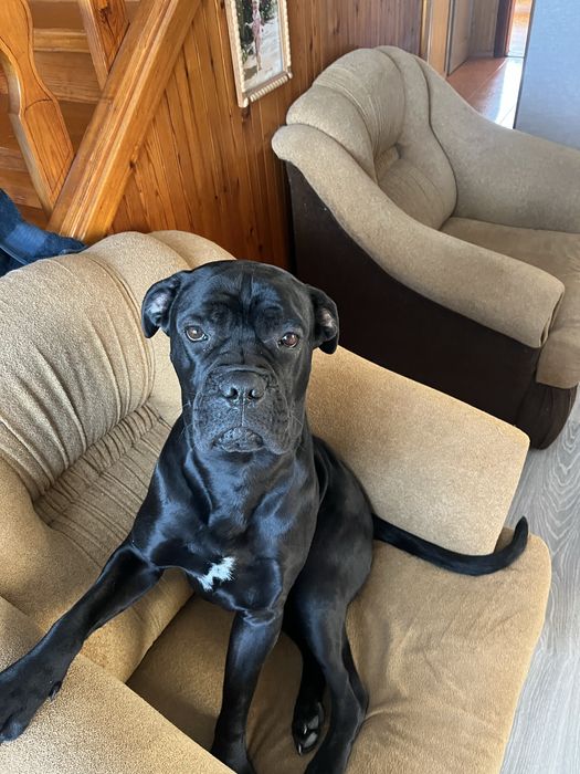 Собака кане корсо