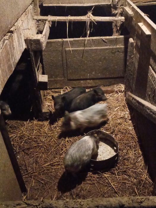 Продам, поросята, вєтнамські, вислобрюхі