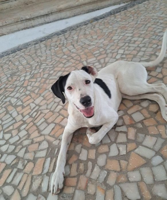 Macho 4 meses para adoção