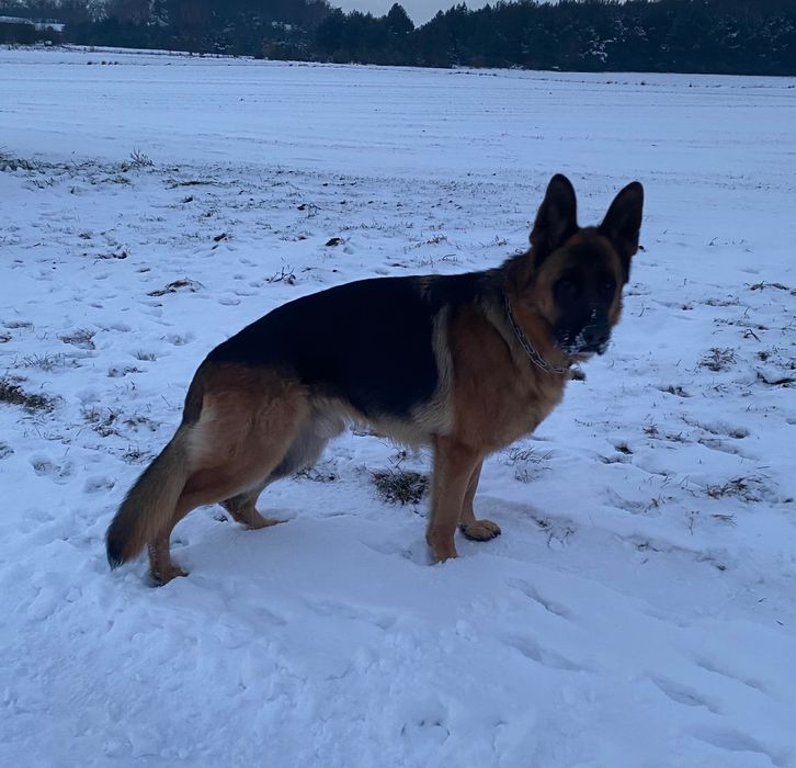 Piesek Owczarka Niemieckiego krótkowłosy FCI