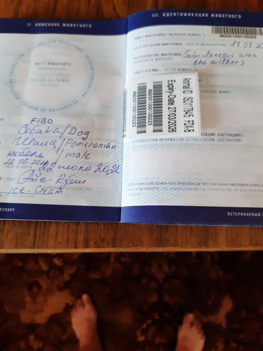 Шпіц Померанський