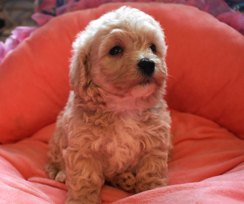 suczka maltipoo badania genetyczne