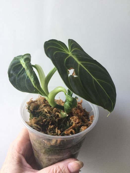 philodendron - купити кімнатні рослини - Ціна на OLX.ua