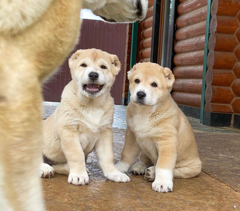 Высокопородные Щенки Среднеазиатской Овчарки/Алабай