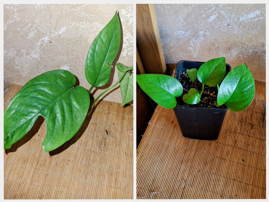 Продам монстера, епіпремнум, сціндапсус