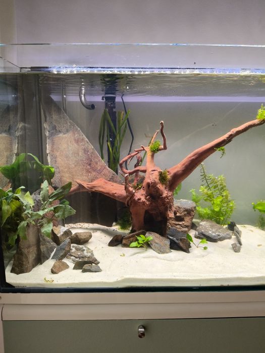 Vendo Aquário com Discus