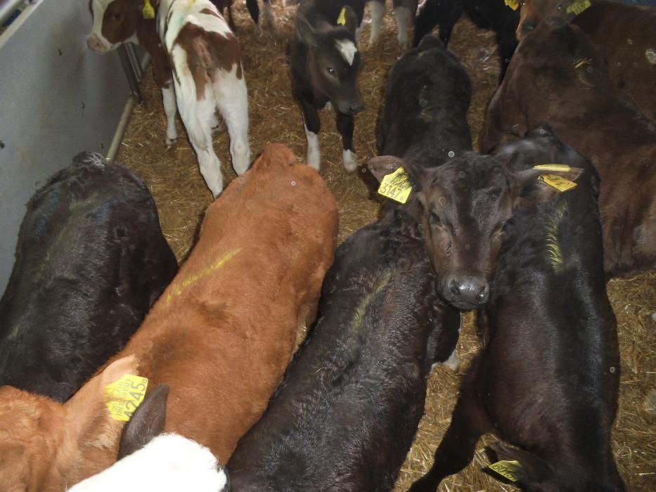 Cielęta mięsne  Simental, startery, odsadki, samodzielne, na mleko