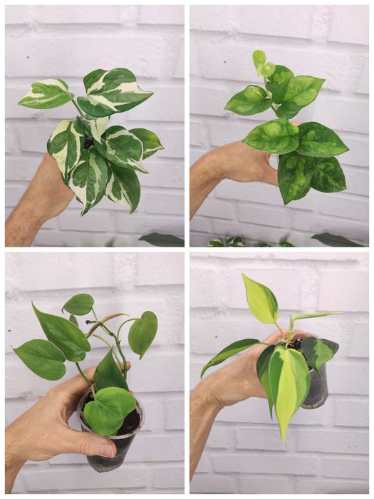 Продаю Ліана Сциндапсус та епіпремнум, філодендрони. Черенки свіжозріз