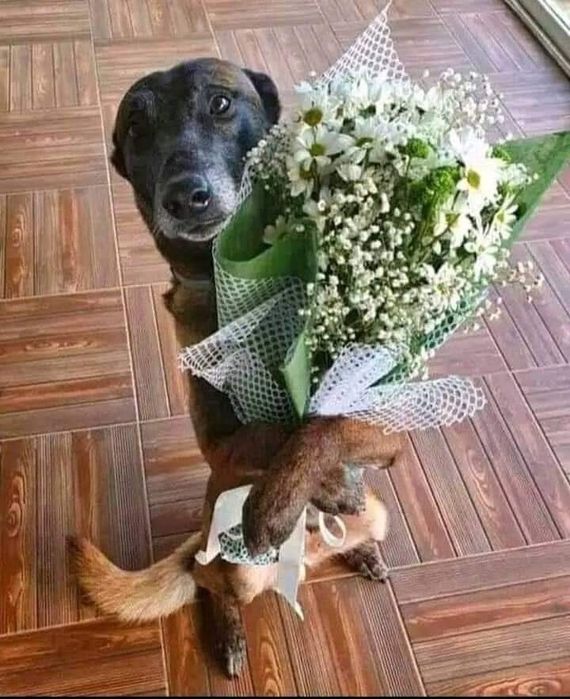 Tratadora de animais de companhia