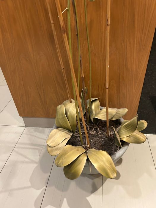 Vaso decorativo Orquídeas