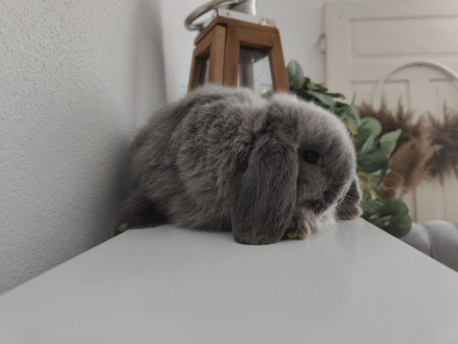 Mini Lop królik gotowe do odbioru