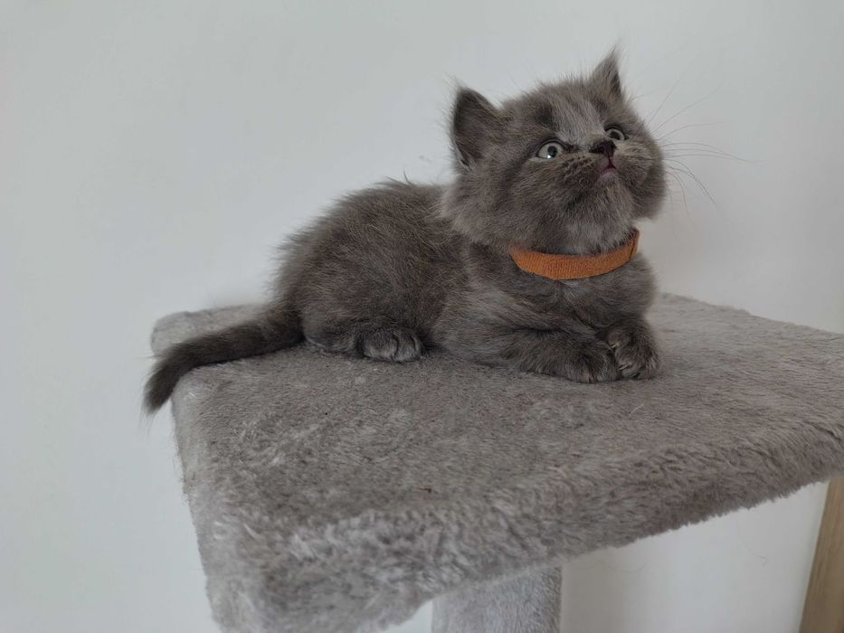 Kotek Brytyjski Długowłosy – niebieski – rodowód