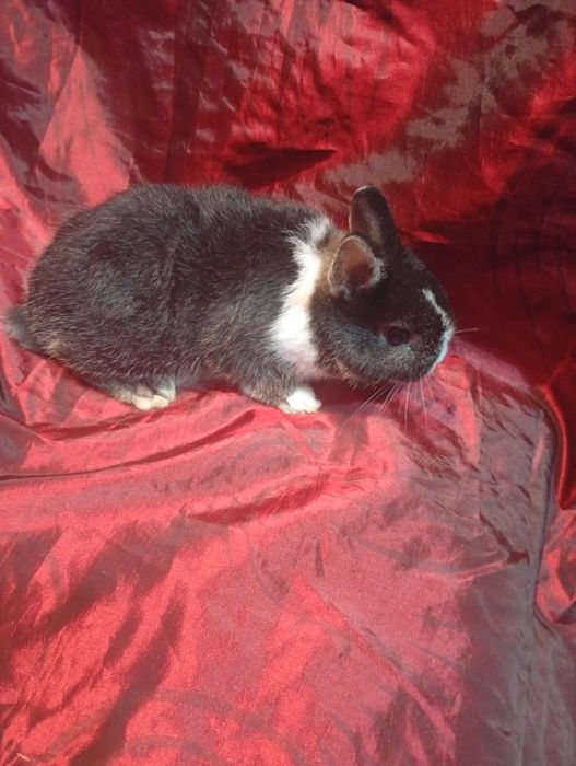 Coelhinho anão holandês