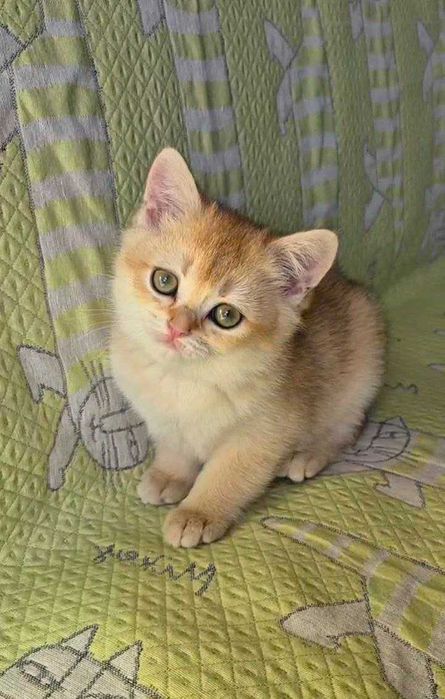 Шотландские котята (ЗОЛОТАЯ ШИНШИЛЛА)