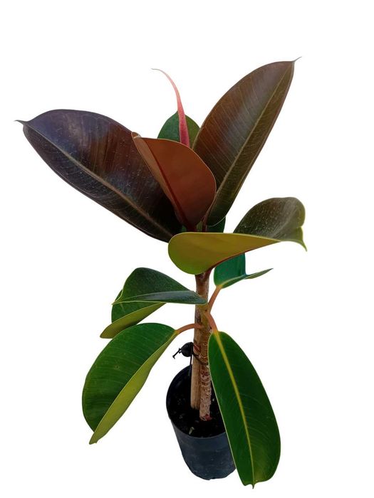 A'rvore borracheira Ficus Ela'stica