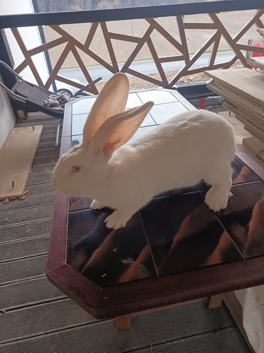 Olbrzym belgijski biały