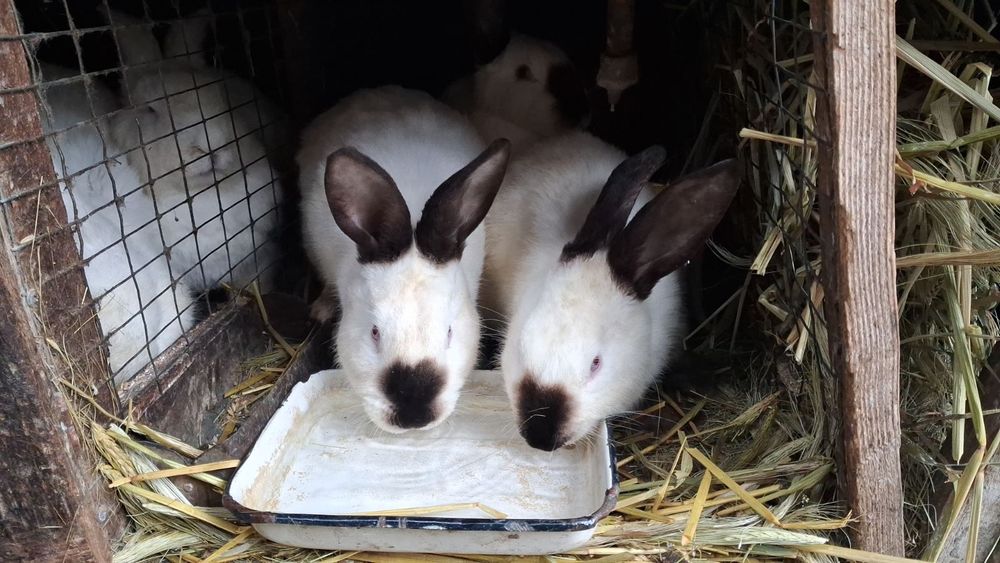 Кролі каліфорнія