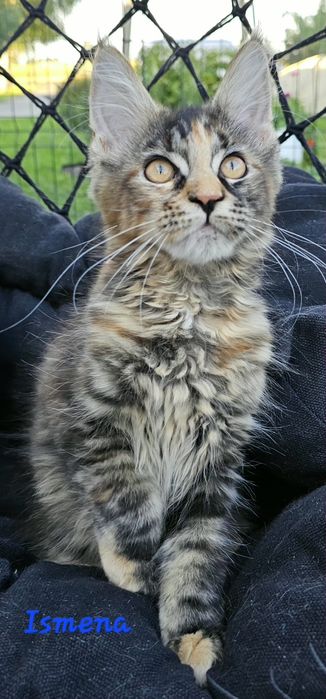 Kotka Maine Coon