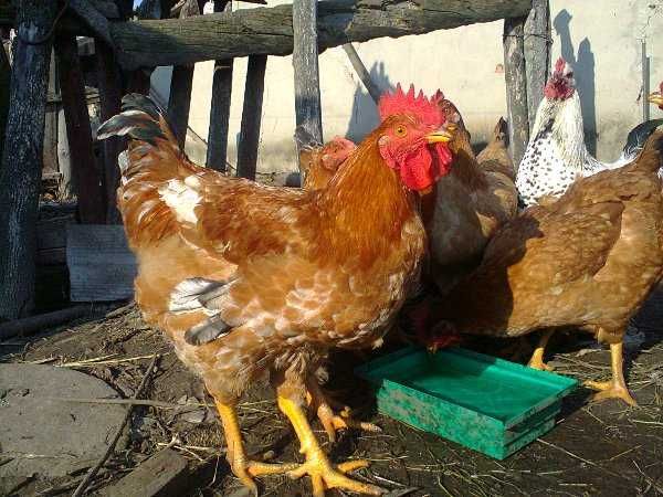 Инкубационное яйцо Фарма Колор