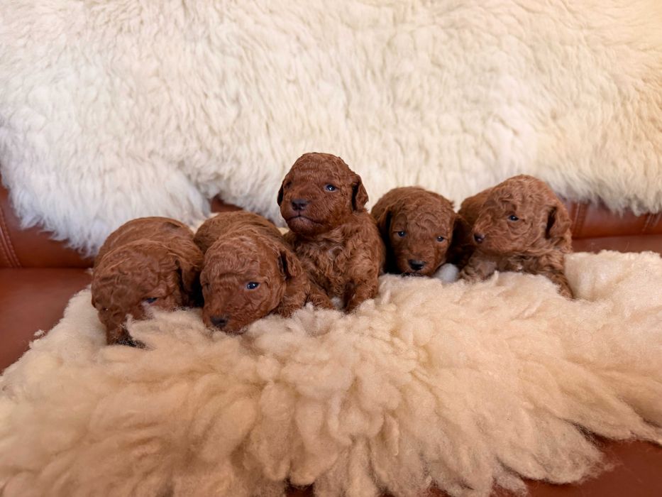 Pudel toy/miniaturka - piesek