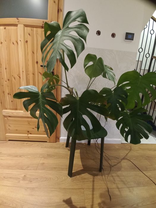 Monstera szuka nowego domu