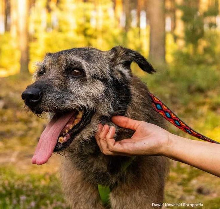 AMBROŻY szuka kochającego domu