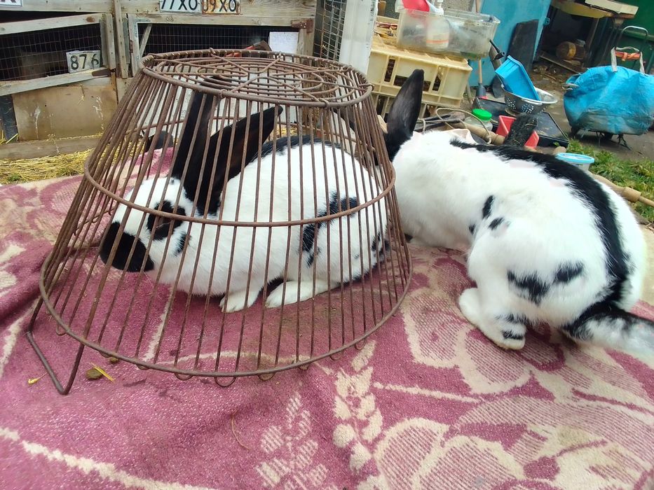 Німецький строкатий велетень.