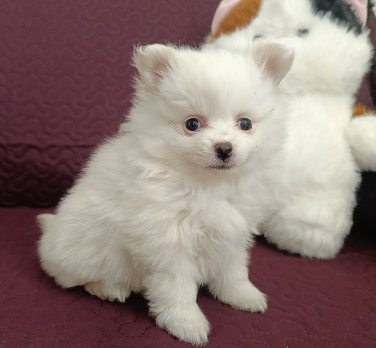 Szpic miniaturowy Pomeranian z rodowodem chłopiec