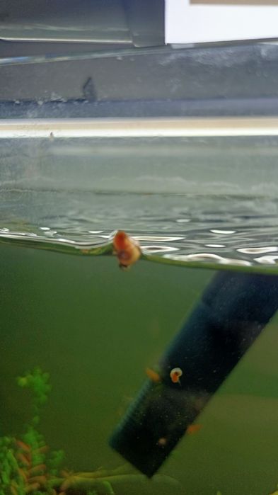 Caracóis Planorbis/mix Trombeta, Physas e Planorbis