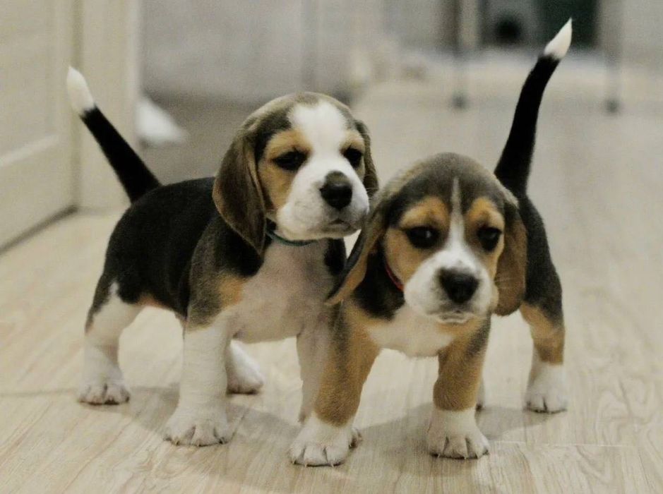 Собачка бігль продаж