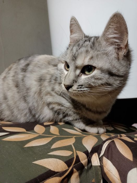 Гарні котики в добрі руки