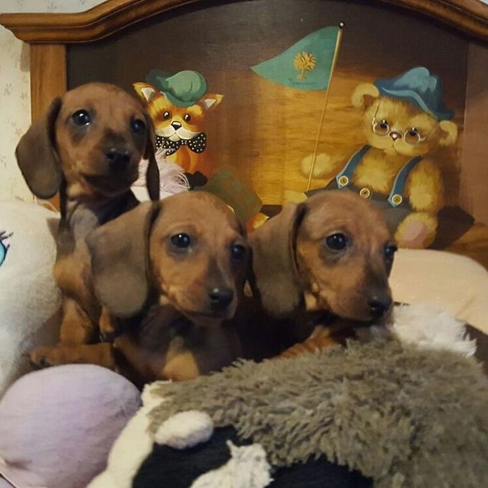 Сонячна грація — руді дівчатка такси