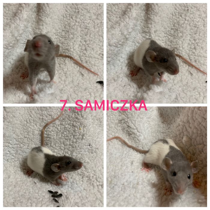 Szczur Dumbo - mlode szczurki dumbo samiczki i samce