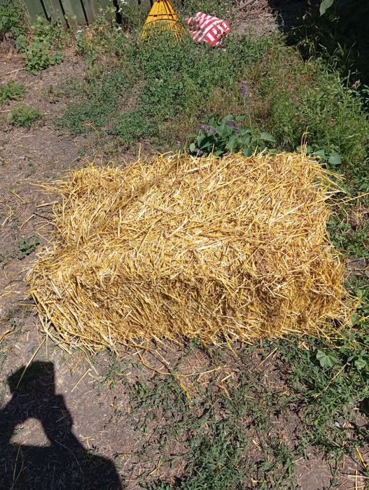 Ячневая солома в тюках