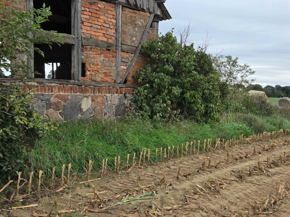 Usługa wykaszania zaniedbanych terenów zielonych